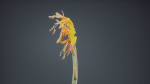Close Up African Flag Cornflag Chasmanthe Floribunda