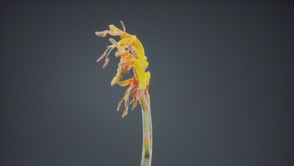 Close Up African Flag Cornflag Chasmanthe Floribunda