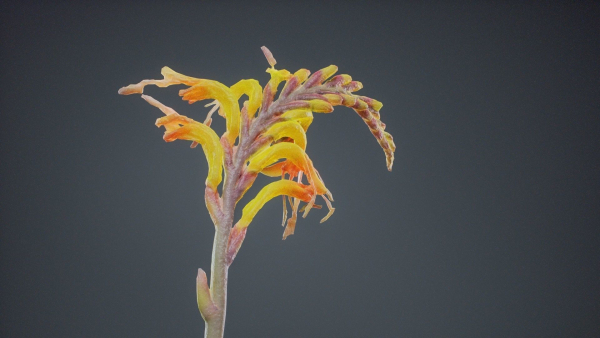 Close Up African Flag Cornflag Chasmanthe Floribunda