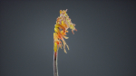 Close Up African Flag Cornflag Chasmanthe Floribunda