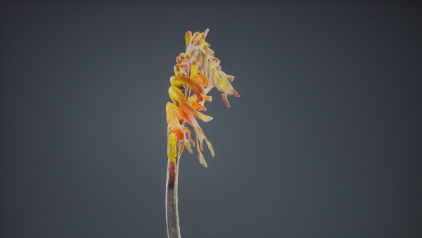 Close Up African Flag Cornflag Chasmanthe Floribunda