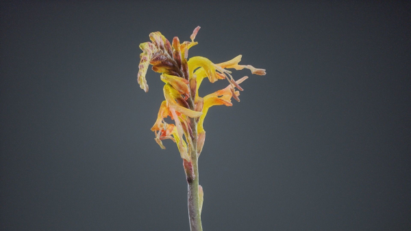 Close Up African Flag Cornflag Chasmanthe Floribunda