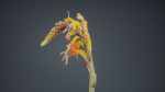 Close Up African Flag Cornflag Chasmanthe Floribunda