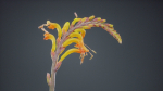 Close Up African Flag Cornflag Chasmanthe Floribunda