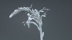 Close Up African Flag Cornflag Chasmanthe Floribunda