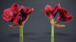 Close Up Belladonna Lily Jersey March Ladies Amaryllis