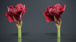 Close Up Belladonna Lily Jersey March Ladies Amaryllis