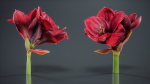 Close Up Belladonna Lily Jersey March Ladies Amaryllis