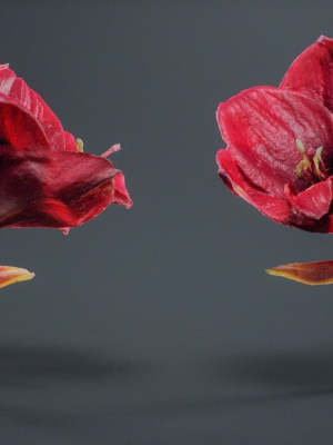 close-up-belladonna-lily-jersey-march-ladies-amaryllis-3d-model-42aa74ece4