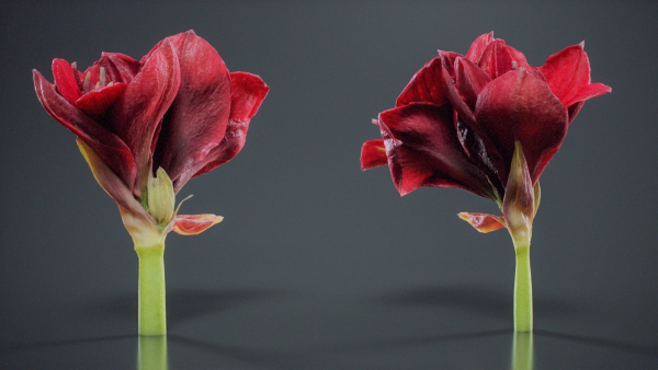Close Up Belladonna Lily Jersey March Ladies Amaryllis