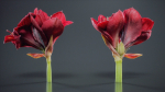 Close Up Belladonna Lily Jersey March Ladies Amaryllis