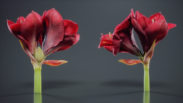 Close Up Belladonna Lily Jersey March Ladies Amaryllis