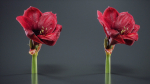 Close Up Belladonna Lily Jersey March Ladies Amaryllis