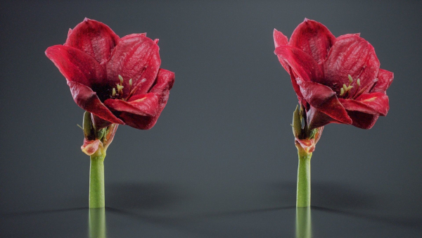 Close Up Belladonna Lily Jersey March Ladies Amaryllis
