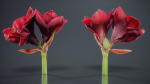 Close Up Belladonna Lily Jersey March Ladies Amaryllis