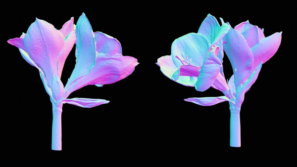 Close Up Belladonna Lily Jersey March Ladies Amaryllis