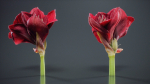 Close Up Belladonna Lily Jersey March Ladies Amaryllis