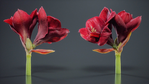 Close Up Belladonna Lily Jersey March Ladies Amaryllis