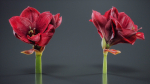 Close Up Belladonna Lily Jersey March Ladies Amaryllis