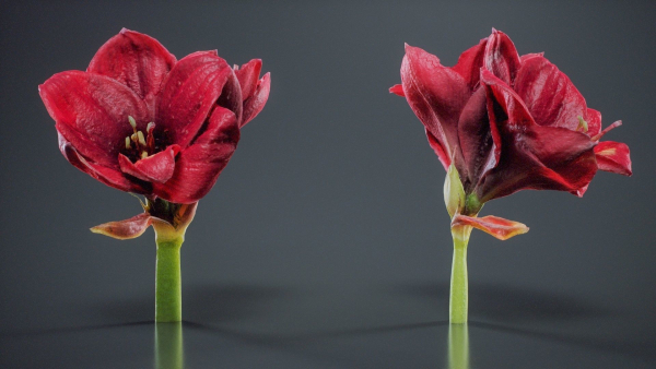Close Up Belladonna Lily Jersey March Ladies Amaryllis