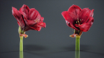 Close Up Belladonna Lily Jersey March Ladies Amaryllis