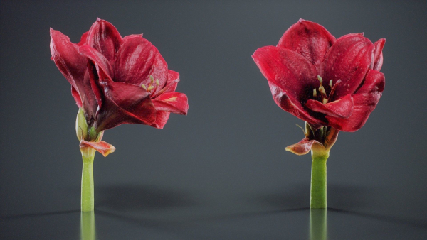 Close Up Belladonna Lily Jersey March Ladies Amaryllis
