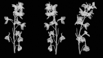 Close Up Candle Larkspur Dark Blue Alpine Bee Delphinium Elatum