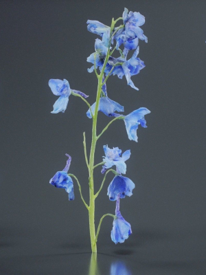Close Up Candle Larkspur Dark Blue Alpine Bee Delphinium Elatum