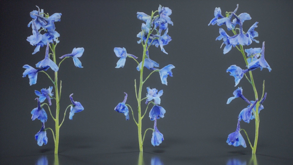 Close Up Candle Larkspur Dark Blue Alpine Bee Delphinium Elatum