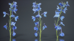 Close Up Candle Larkspur Dark Blue Alpine Bee Delphinium Elatum