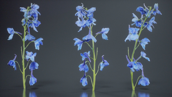 Close Up Candle Larkspur Dark Blue Alpine Bee Delphinium Elatum