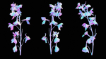 Close Up Candle Larkspur Dark Blue Alpine Bee Delphinium Elatum