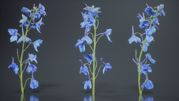 Close Up Candle Larkspur Dark Blue Alpine Bee Delphinium Elatum