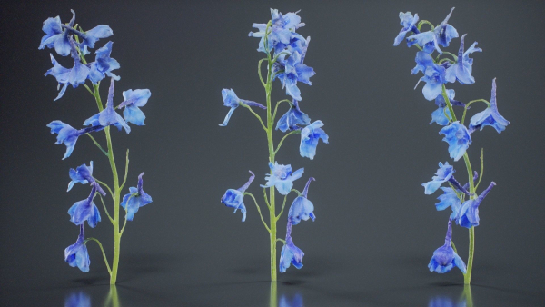 Close Up Candle Larkspur Dark Blue Alpine Bee Delphinium Elatum