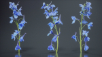 Close Up Candle Larkspur Dark Blue Alpine Bee Delphinium Elatum