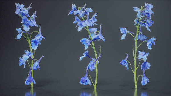 Close Up Candle Larkspur Dark Blue Alpine Bee Delphinium Elatum