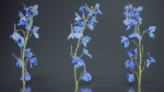 Close Up Candle Larkspur Dark Blue Alpine Bee Delphinium Elatum
