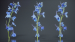 Close Up Candle Larkspur Dark Blue Alpine Bee Delphinium Elatum