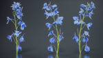 Close Up Candle Larkspur Dark Blue Alpine Bee Delphinium Elatum