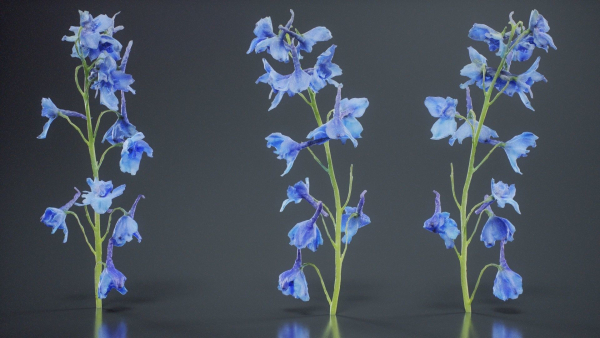 Close Up Candle Larkspur Dark Blue Alpine Bee Delphinium Elatum
