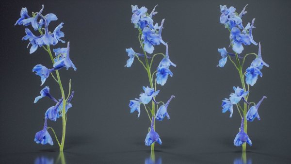 Close Up Candle Larkspur Dark Blue Alpine Bee Delphinium Elatum