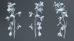 Close Up Candle Larkspur Dark Blue Alpine Bee Delphinium Elatum
