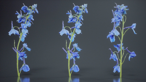 Close Up Candle Larkspur Dark Blue Alpine Bee Delphinium Elatum