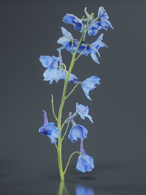 close-up-candle-larkspur-dark-blue-alpine-bee-delphinium-elatum-3d-model-e2ac189368