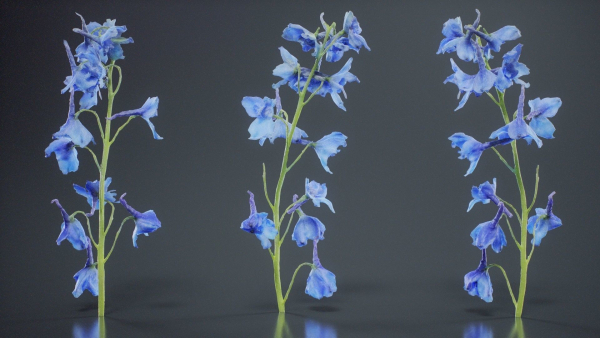 Close Up Candle Larkspur Dark Blue Alpine Bee Delphinium Elatum