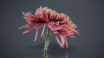 Close Up Chrysanthemum Hardy Florist Garden Mum Morifolium
