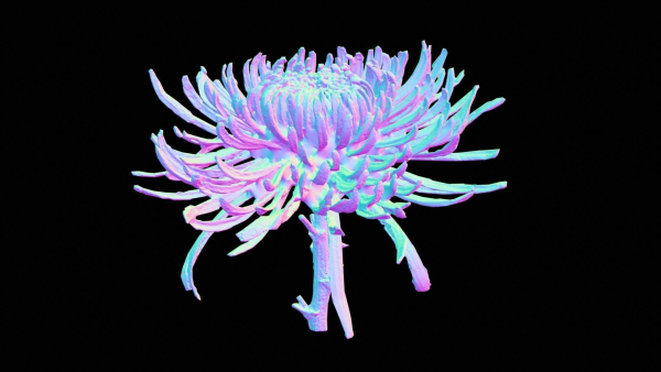 Close Up Chrysanthemum Hardy Florist Garden Mum Morifolium