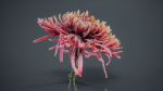 Close Up Chrysanthemum Hardy Florist Garden Mum Morifolium