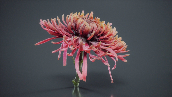 Close Up Chrysanthemum Hardy Florist Garden Mum Morifolium