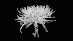 Close Up Chrysanthemum Hardy Florist Garden Mum Morifolium